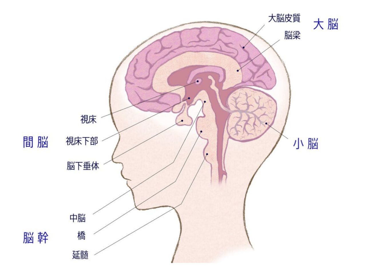 脳 | つだ小児科クリニック | 《世田谷区》小児科一般・アレルギー科